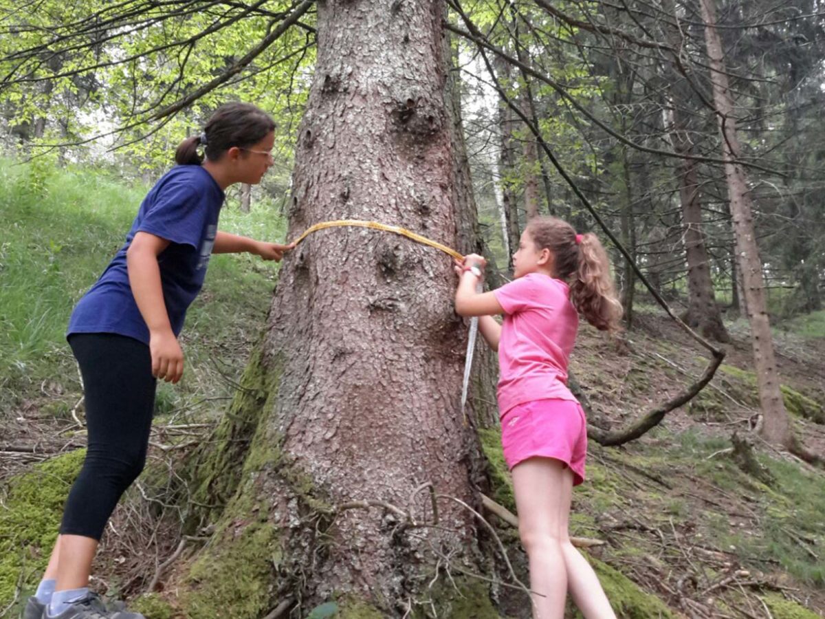 Il bosco creativo