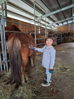 pony